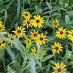 Kansas wildflowers
