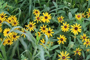 Kansas wildflowers