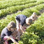 Children Strawberry picking My children picking strawberries.