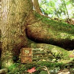 Fairy House