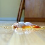 cleaning the floor